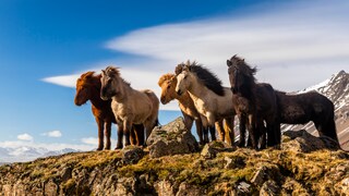 The Icelandic horse, also known as the Icelandic pony, is a versatile and robust breed originating from Iceland. Due to its sturdy build, it can be ridden by adults as well.