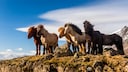 The Icelandic horse, also known as the Icelandic pony, is a versatile and robust breed originating from Iceland. Due to its sturdy build, it can be ridden by adults as well.
