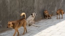 Sarah Fink spends a lot of time working with stray dogs.