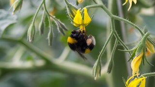 Bumblebee Pollinating Tomatoes