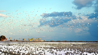 Migratory Birds Over the Island of Cyprus