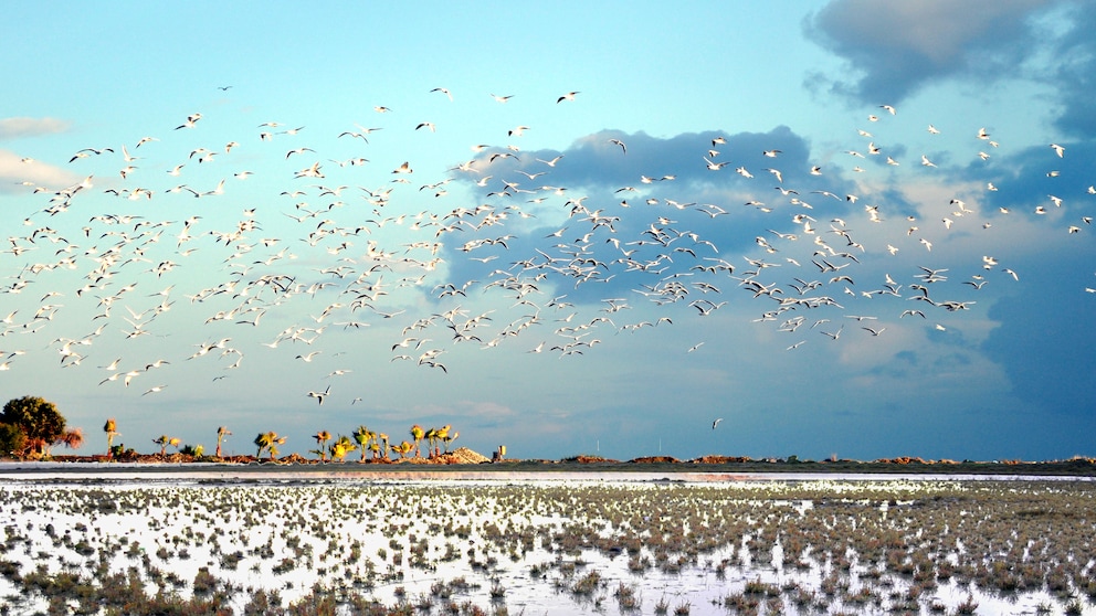 Migratory Birds Over the Island of Cyprus
