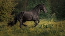 The Friesian, or Friesian horse, is one of the oldest horse breeds in Europe. It is a Dutch breed that originally comes from the province of Friesland.