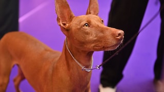 Can dogs determine if a person is kind or mean? That's a question a research team has now investigated.