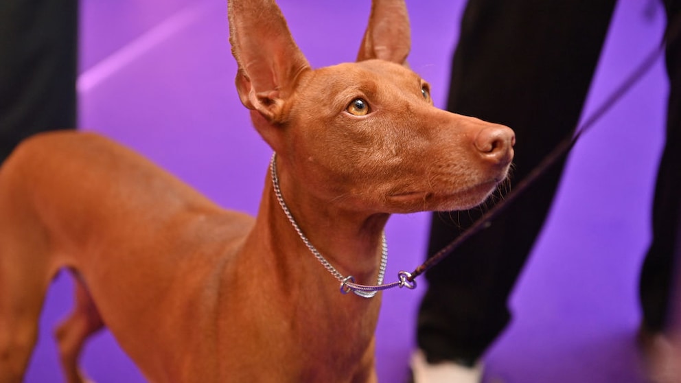 Can dogs determine if a person is kind or mean? That's a question a research team has now investigated.