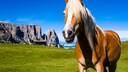 A Haflinger stands in the mountains,
