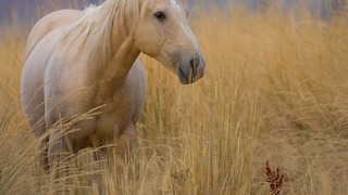 American Quarter Horse in the Field