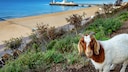 One of the famous Bournemouth goats on East Cliff with the beach and pier in the background