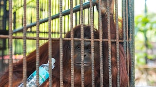 Female Orangutan with Water Bottle in Cage