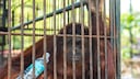 Female Orangutan with Water Bottle in Cage