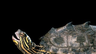 Black-Knobbed Map Turtle Against Black Background