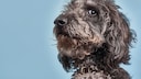 Portrait of a Gray Labradoodle Against a Blue Background