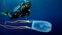 Box Jellyfish and Diver