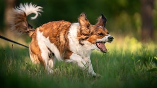 Barking Dog from Meadow