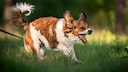 Barking Dog from Meadow