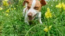 Jack Russell Terrier Eats Grass in Blooming Fashion