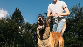 Man Holds Barking German Shepherd on Leash