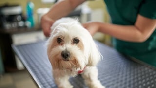 Maltese on the Exam Table at the Veterinarian