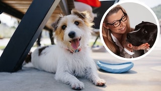 Collage of a dog training in the summer and a portrait of dog trainer Katharina Marioth (circle)