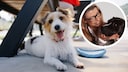 Collage of a dog in summer training and a portrait of dog trainer Katharina Marioth (circle)