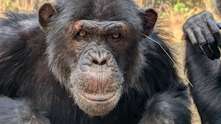 Val, an adult male chimpanzee, exhibits the "grass-in-ear" behavior.
