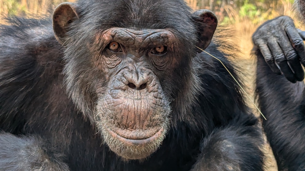 Val, an adult male chimpanzee, exhibits the "grass-in-ear" behavior.