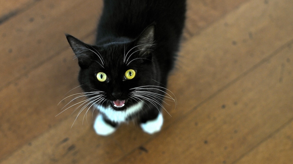 Do Cats Need a Lot of Attention: Surprising Truths Revealed