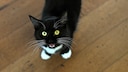 Cat Looks at the Camera and Meows