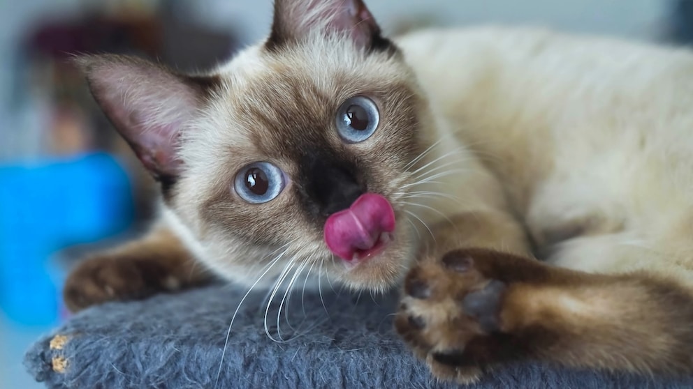 Close-up of a Siamese cat licking its nose.