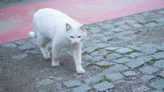 Some cats seem to always find their way back home.