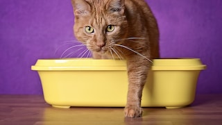 Orange Cat Exits Litter Box