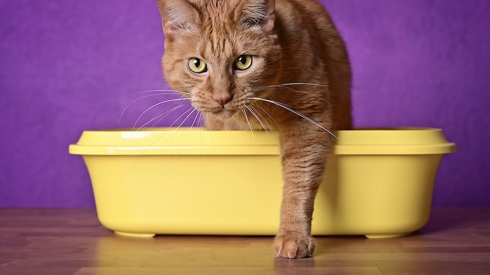 Orange Cat Exits Litter Box