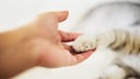 Hand with Cat Paw