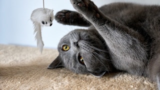 Chartreux Cat with Toy Mouse