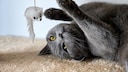 Chartreux Cat with Toy Mouse