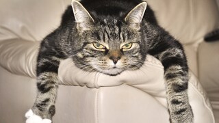 Cat Relaxing on Armrest