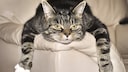 Cat Relaxing on Armrest
