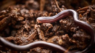 World's Smallest Snake (Tetracheilostoma carlae)