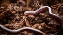 World's Smallest Snake (Tetracheilostoma carlae)