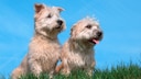 The Irish Glen of Imaal Terrier is considered the underrated classic among working dogs.