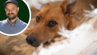 Are Rescue Dogs Really More Grateful? Dog Trainer Simeon Faller Has a Clear Opinion on This.