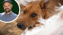 Are Rescue Dogs Really More Grateful? Dog Trainer Simeon Faller Has a Clear Opinion on This.