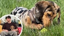 Tiger Dachshund Tyson relaxes on a meadow.