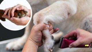 A question many pet owners ask: Should you really shave the fur between a dog's paw pads?