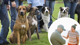 Dog training schools can indeed become an unpleasant experience for some dog owners.