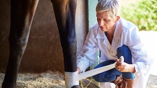 Veterinarian Bandages Horse's Hoof