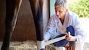 Veterinarian Bandages Horse's Hoof