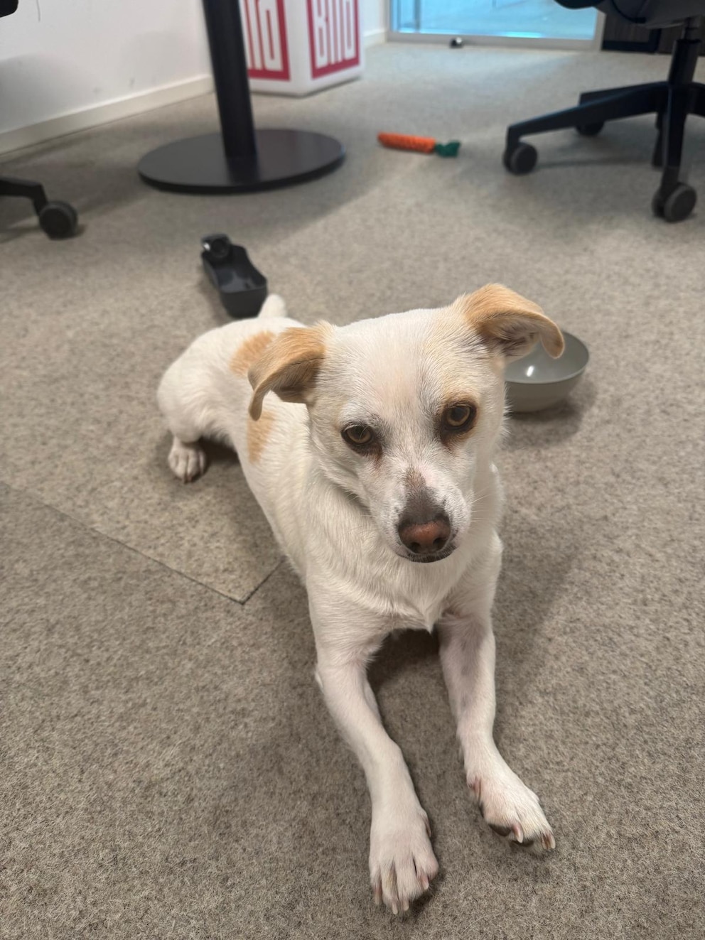 Dennis Agyemang submitted this photo of his dog Paco to the animal medium.