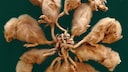 Rat King Specimen in Starrburg