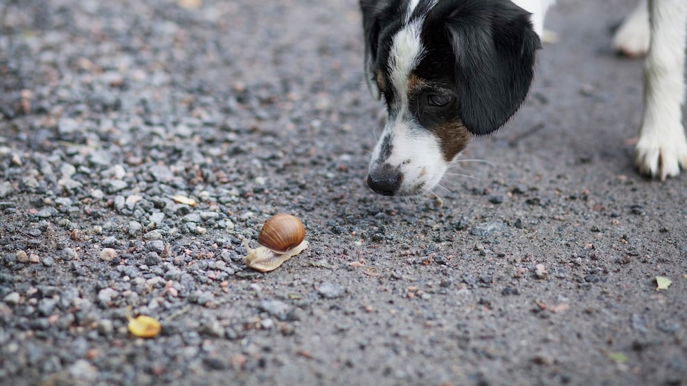 Dog Sniffs Snail